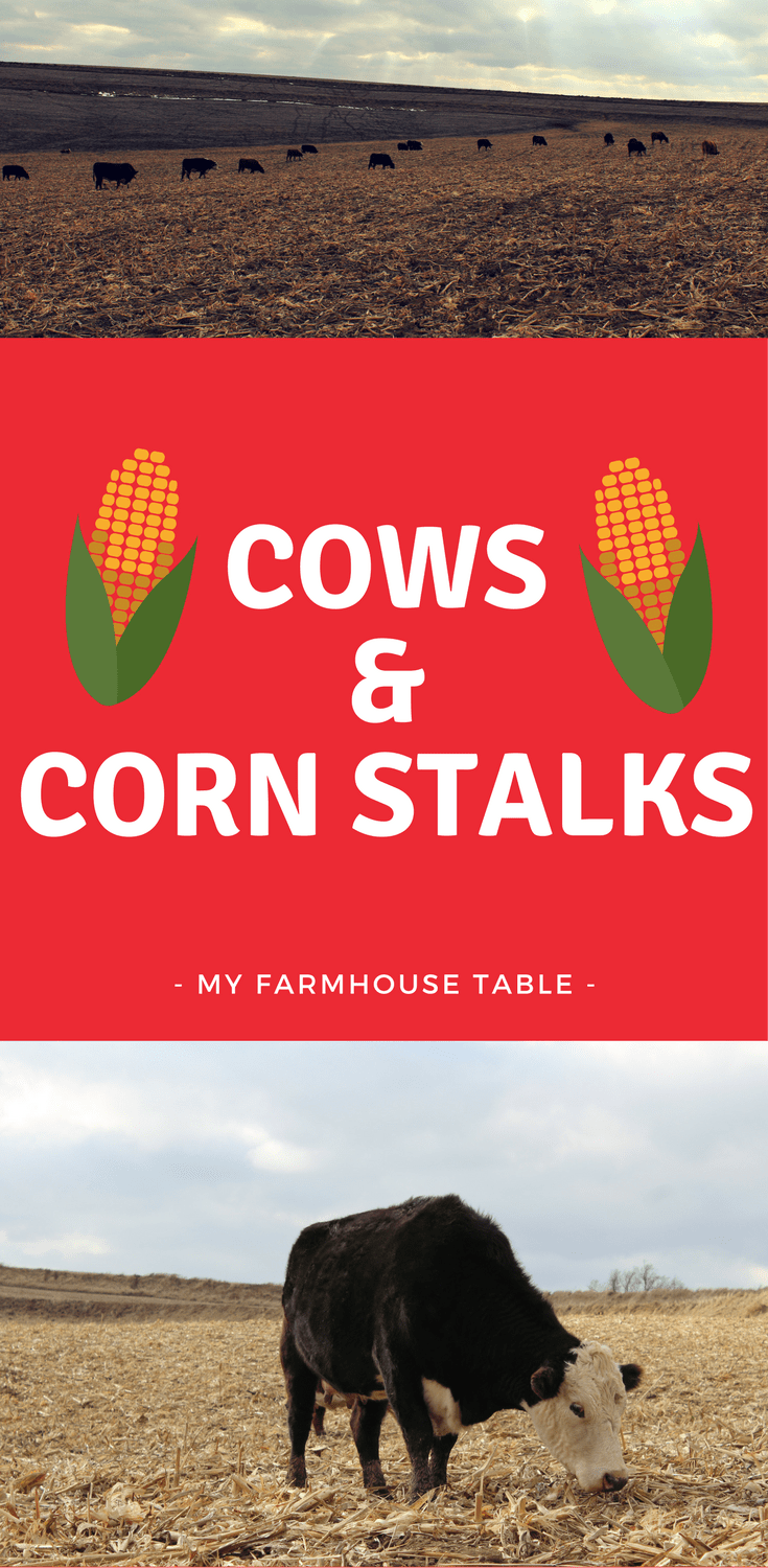 Cows on Corn Stalks My Farmhouse Table