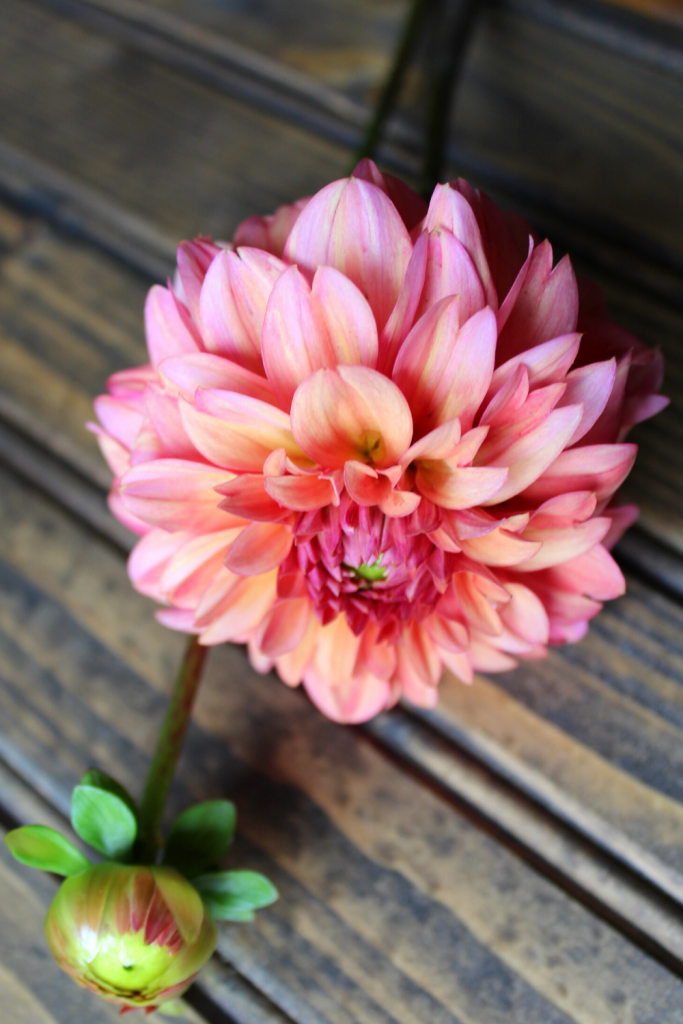Best Dahlias for Cut Flowers My Farmhouse Table