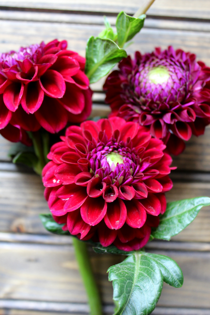Best Dahlias for Cut Flowers My Farmhouse Table