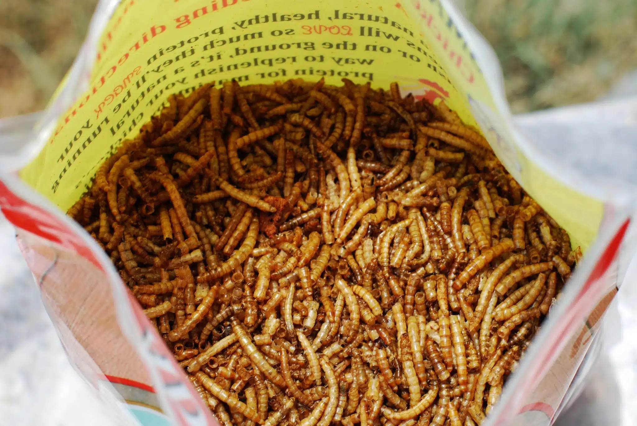 Pictures Of Mealworms Clashing Pride