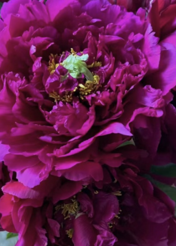 First Place Tree Peony My Favorite Flowers and More