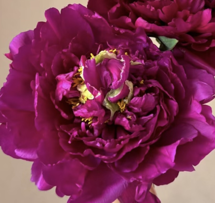 First Place Tree Peony My Favorite Flowers and More