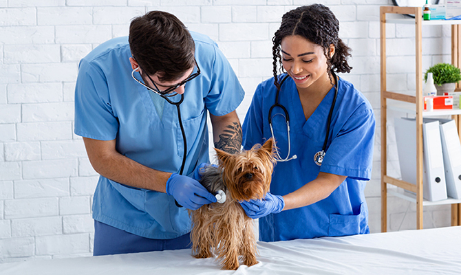 Veterinary Assistant Frederick Community College