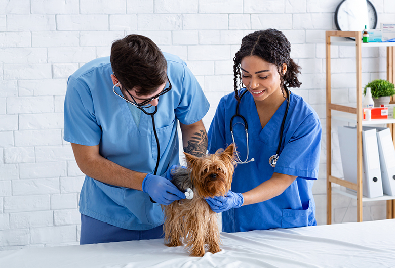 Veterinary Assistant Frederick Community College