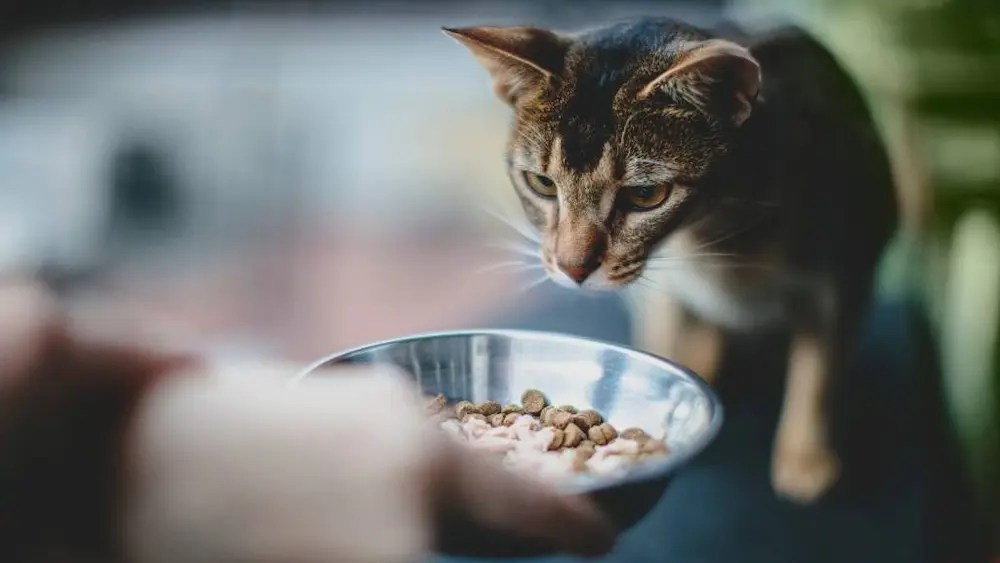 Is My Cat Obsessed With Food? Tackling Overeating & Promoting Healthy