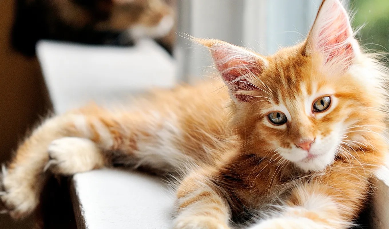 Why Are Orange Cats So Big? Everything You Need To Know About Orange