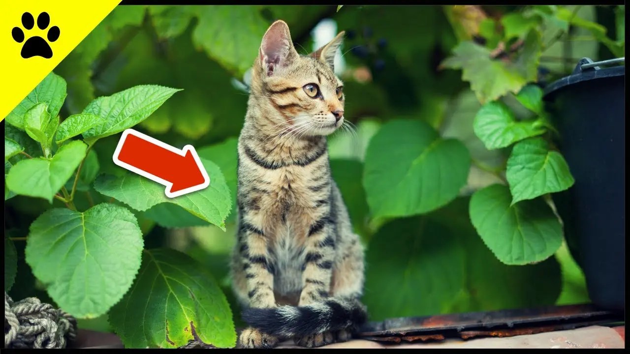 How Do Cats Find Their Way Home?