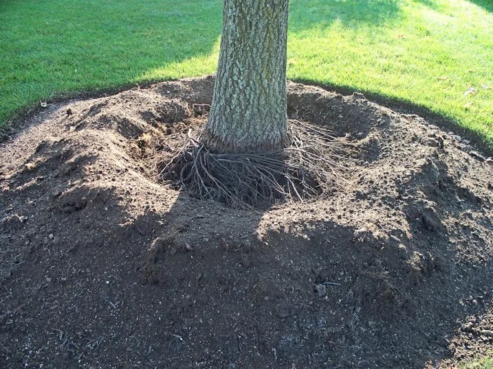 Tree Volcano Mulch girlding root