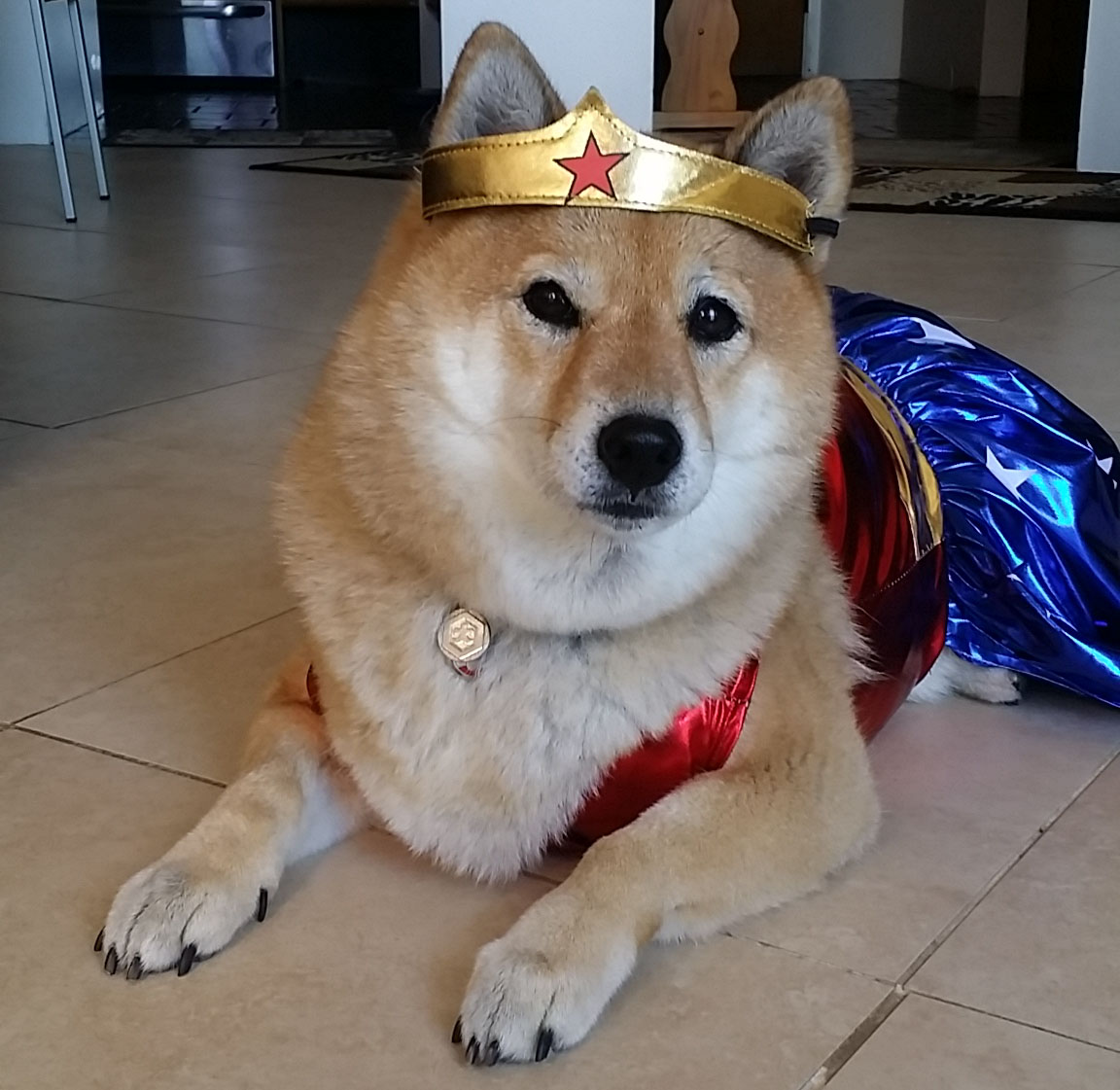 Best Costumes For Shiba Inus! My First Shiba Inu