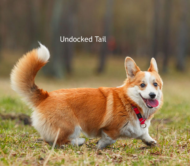 Shiba Inu Vs. My First Shiba Inu