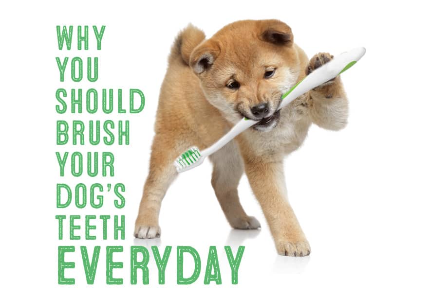 What Type Of Brush Is Best For Shiba Inu