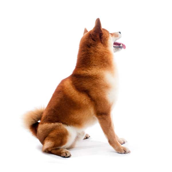 Teaching Your Shiba Inu To STAY The Most Important Command My First
