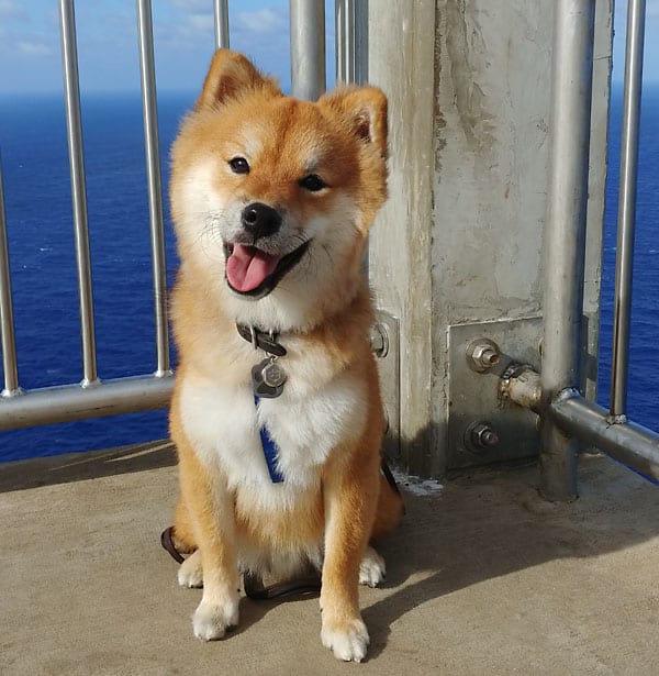 The LongHair A.K.A. Wooly Shiba Inu My First Shiba Inu