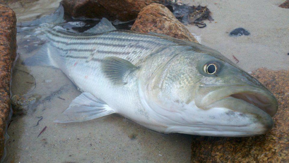 Cape Cod Surf Fishing Report for June 2