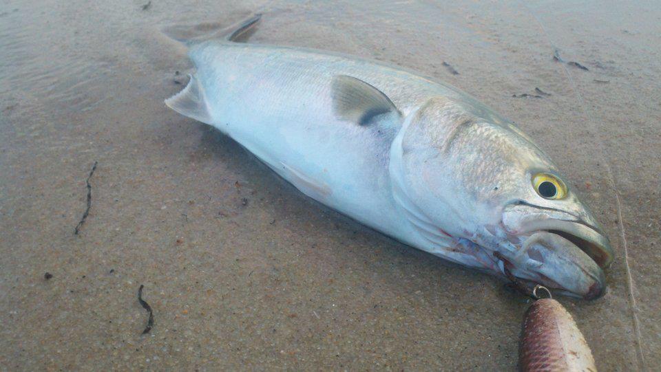 Cape Cod Surf Fishing Report — Page 13