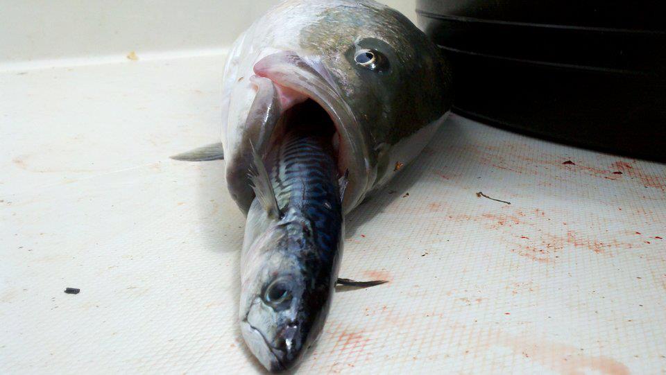 How to Catch Striped Bass with Live Mackerel off Cape Cod