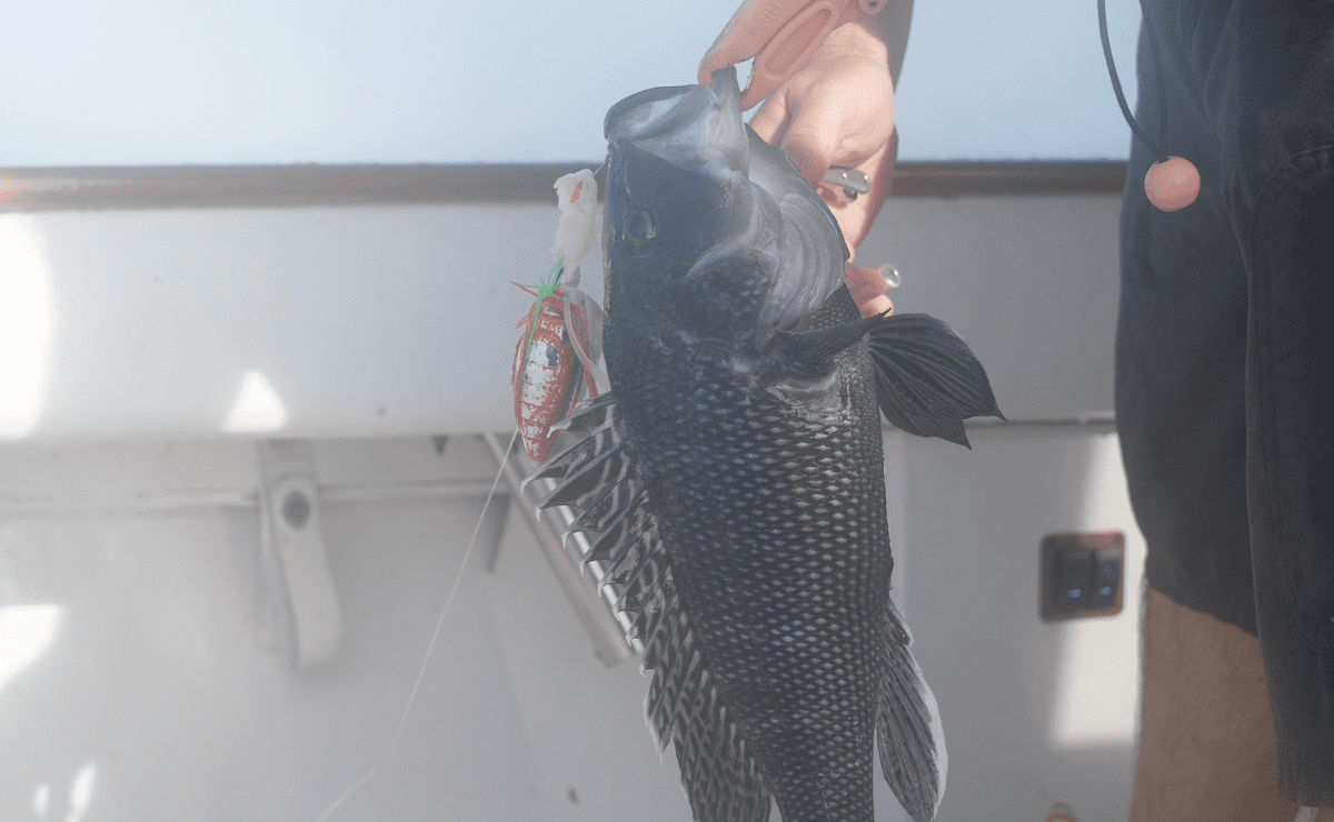 Black Sea Bass & Scup My Fishing Cape Cod
