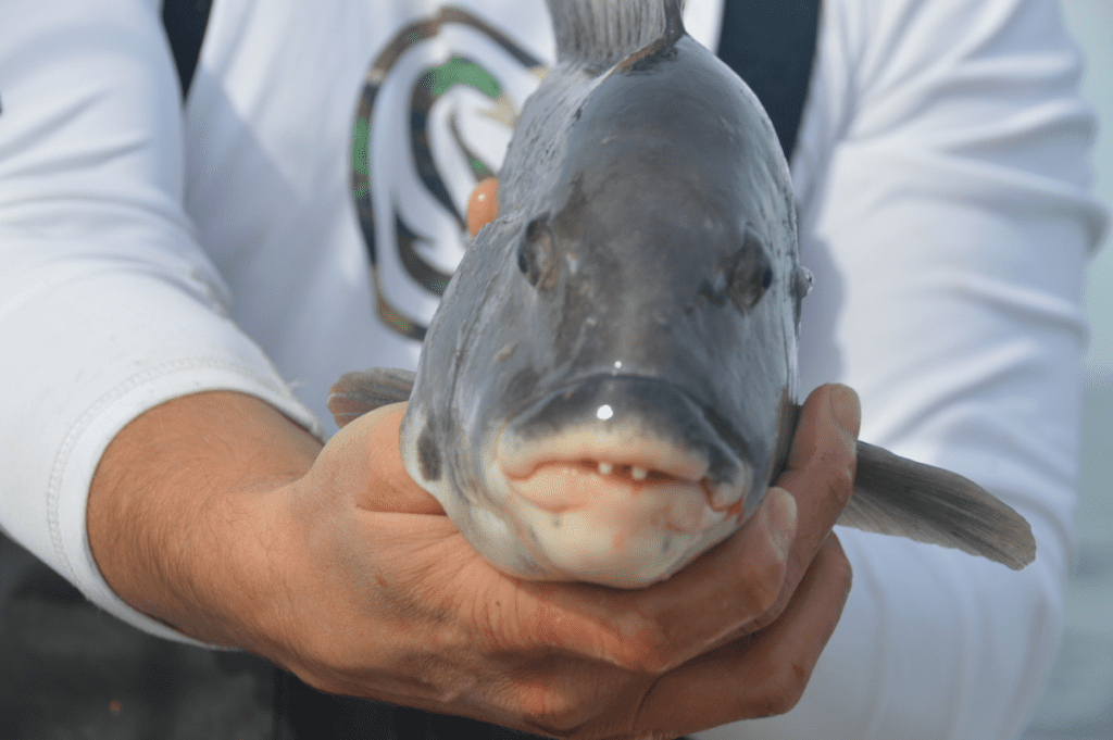 Tautog Recipe Parmesan Crusted Tautog With HerbLemon Sauce