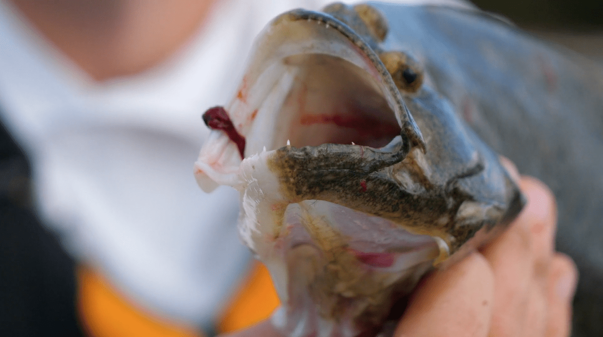 Drifting For "Doormat" Fluke My Fishing Cape Cod