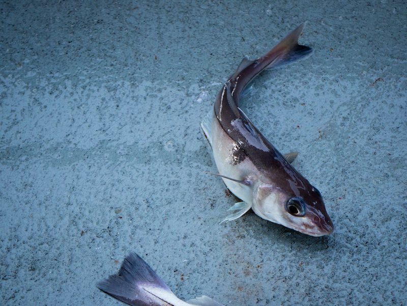 Stellwagen Bank Cod & Haddock My Fishing Cape Cod