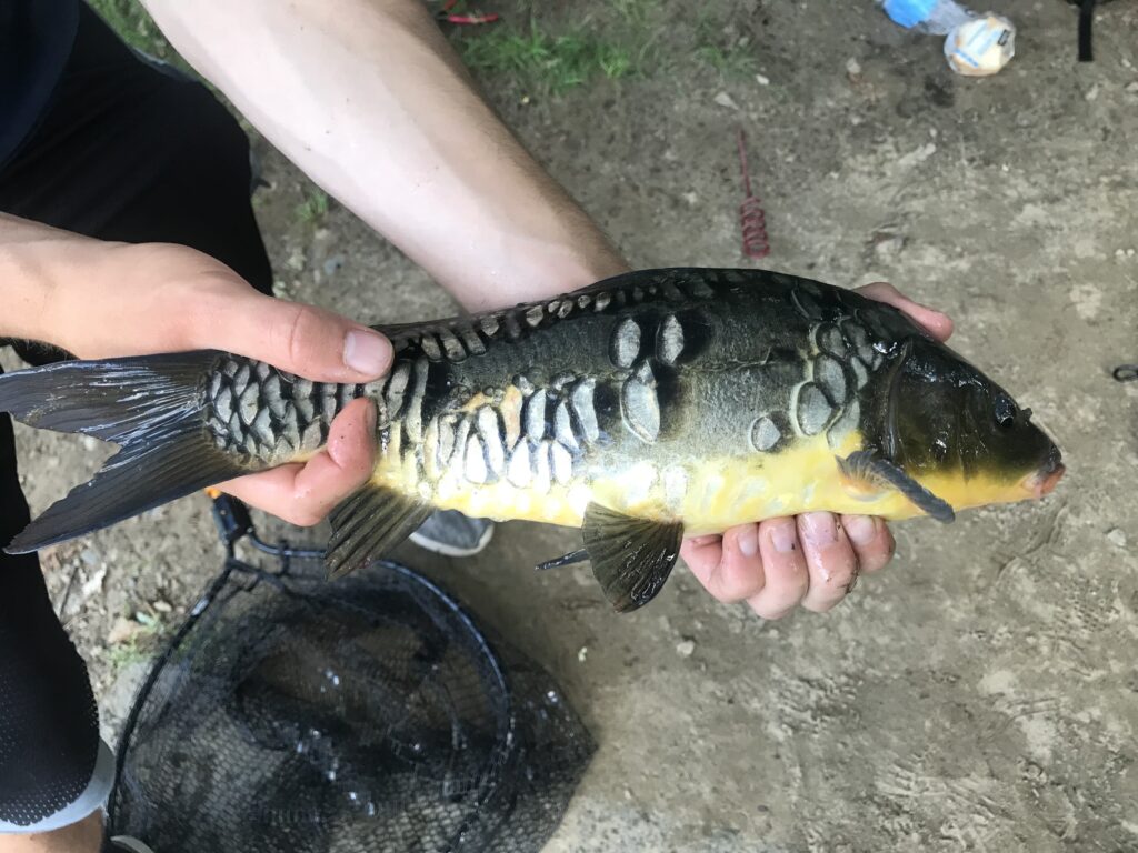 Carp Fishing in Massachusetts One Man’s Trash is another Man’s