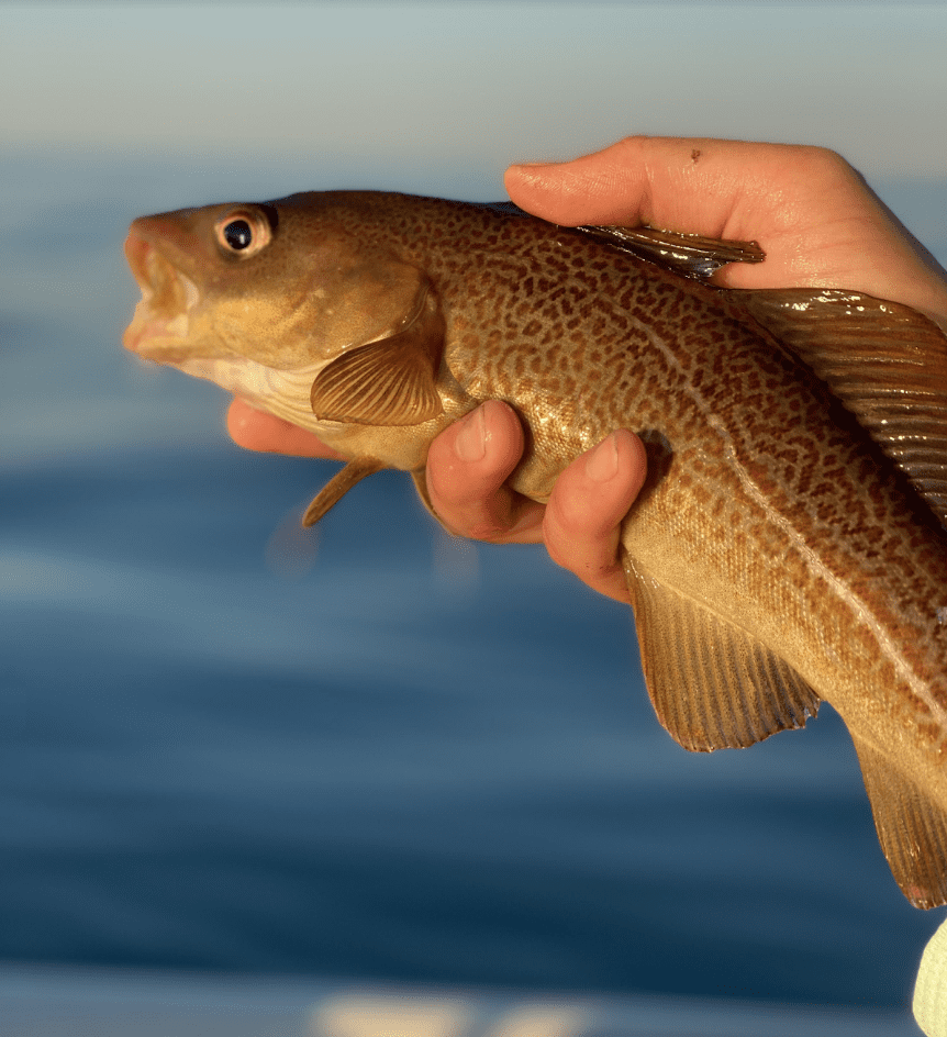 Inshore Cod Fishing?...Yes, It’s Possible! My Fishing Cape Cod