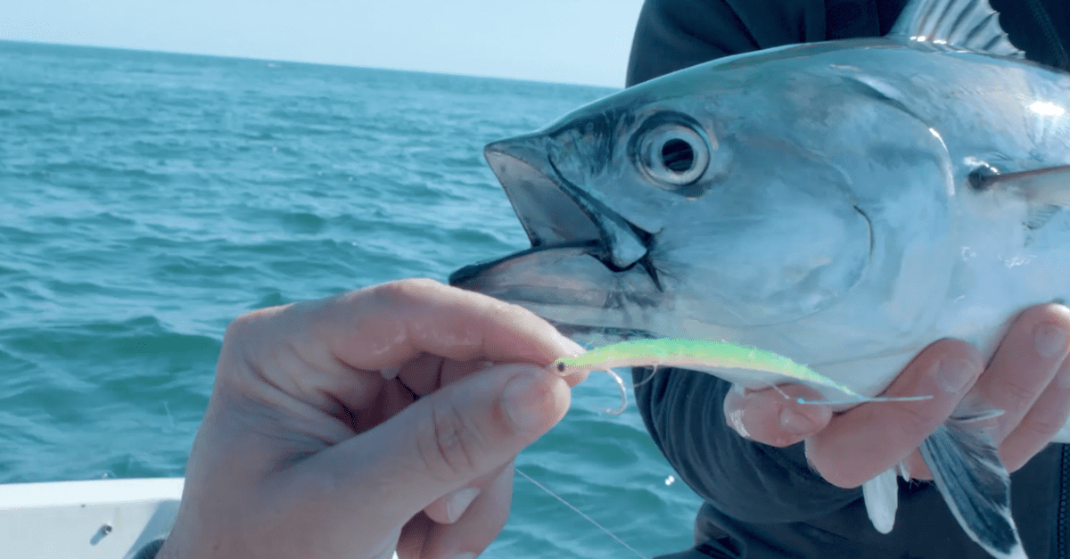 Fly Fishing For Albies 101 My Fishing Cape Cod