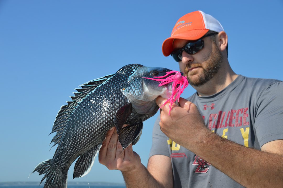 Black Sea Bass Rigs For Sale