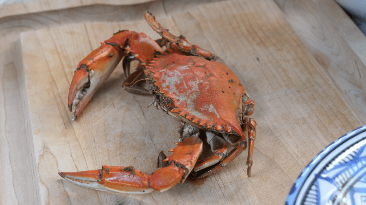 Cape Cod Fishing Blog