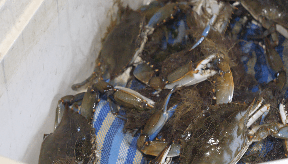 How to Catch & Cook Blue Crabs My Fishing Cape Cod