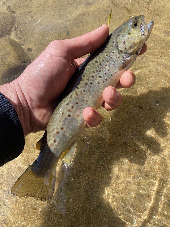 This Week’s Top Catches My Fishing Cape Cod
