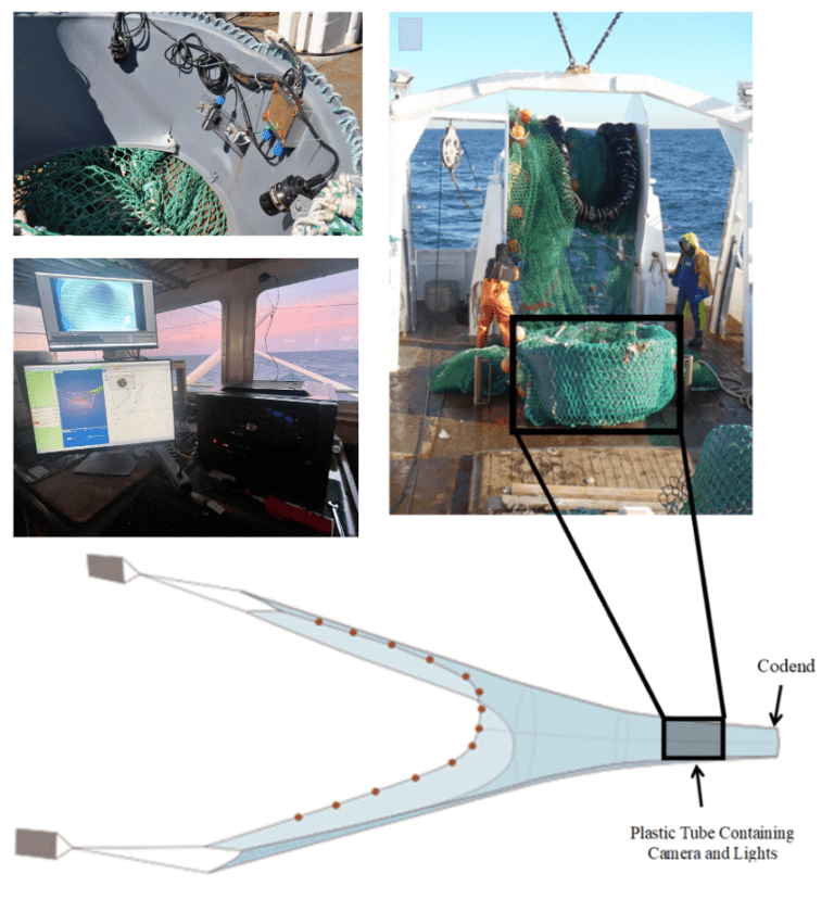 Cod & Haddock My Fishing Cape Cod