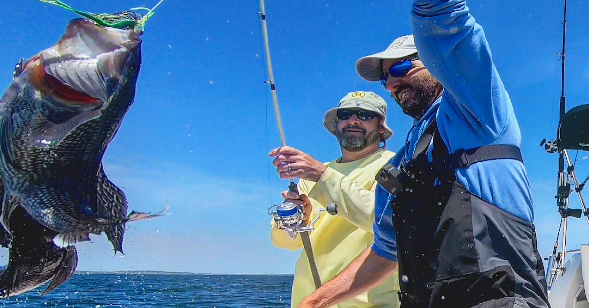 Get Ready for Black Sea Bass Fishing! 5 Helpful Tips