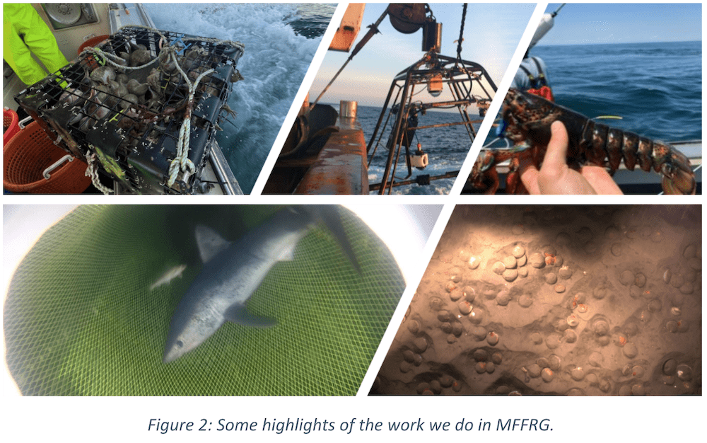 Cod & Haddock My Fishing Cape Cod