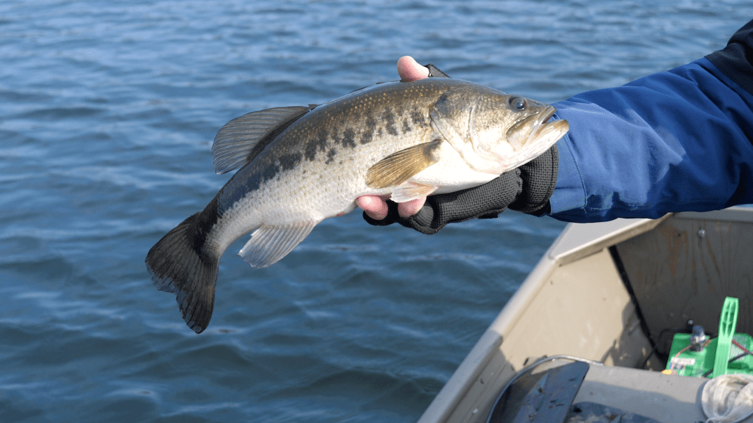 Cape Cod Fishing Report Early Spring 2021 My Fishing Cape Cod