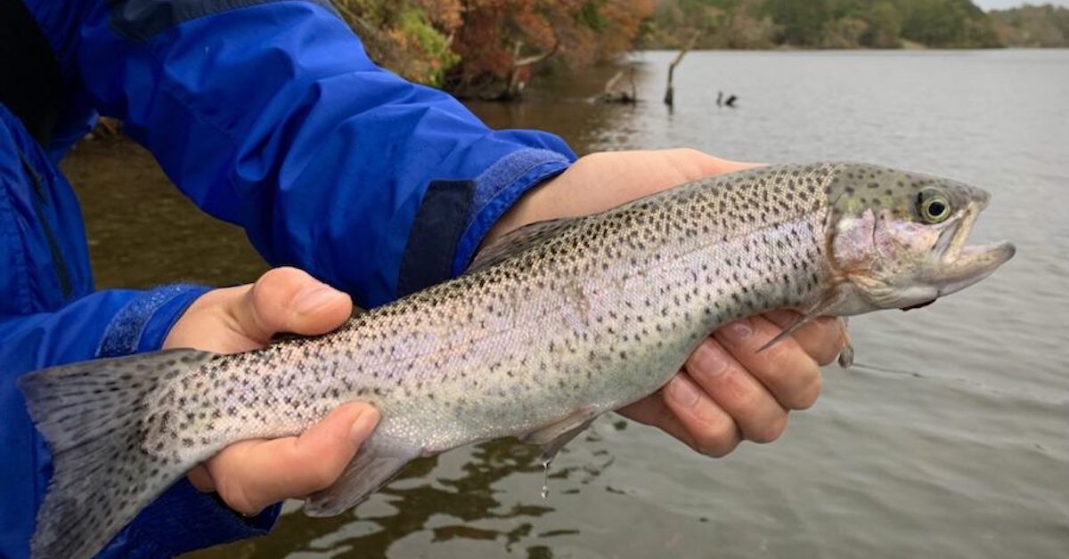 Mercury in Cape Cod Kettle Pond Fish A Tale of Two Ponds
