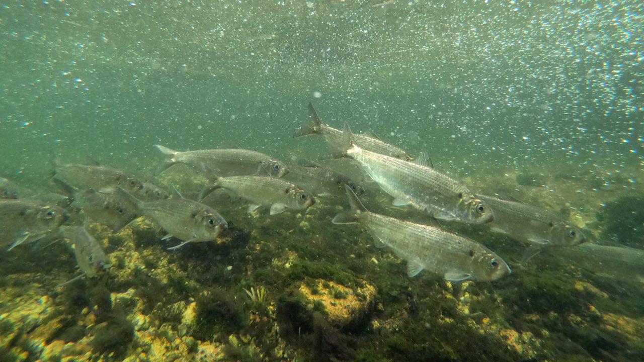 Herring Have Arrived on Cape Cod My Fishing Cape Cod