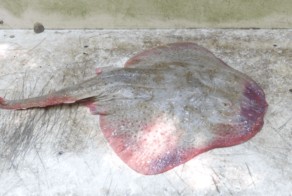 Boat Reports Archives My Fishing Cape Cod