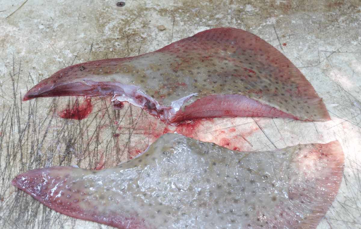 Are You Ready to Try Filleting & Eating Skate? My Fishing Cape Cod
