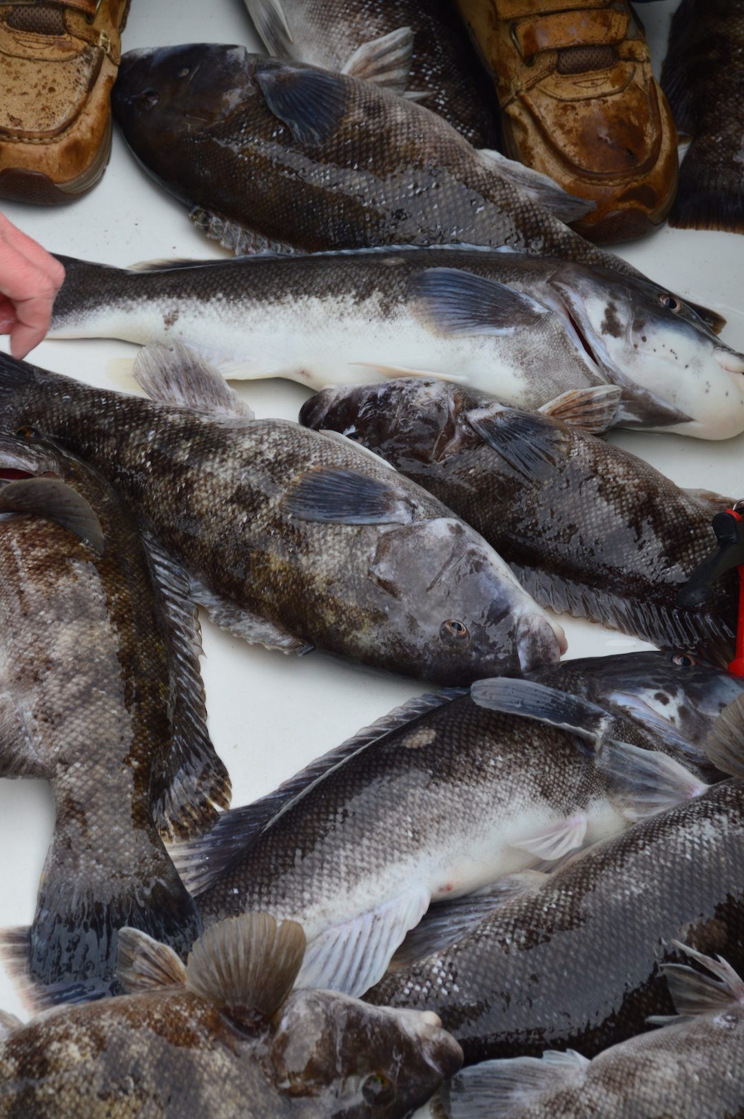 Now Is The Time To Get Ready For Big Tautog My Fishing Cape Cod