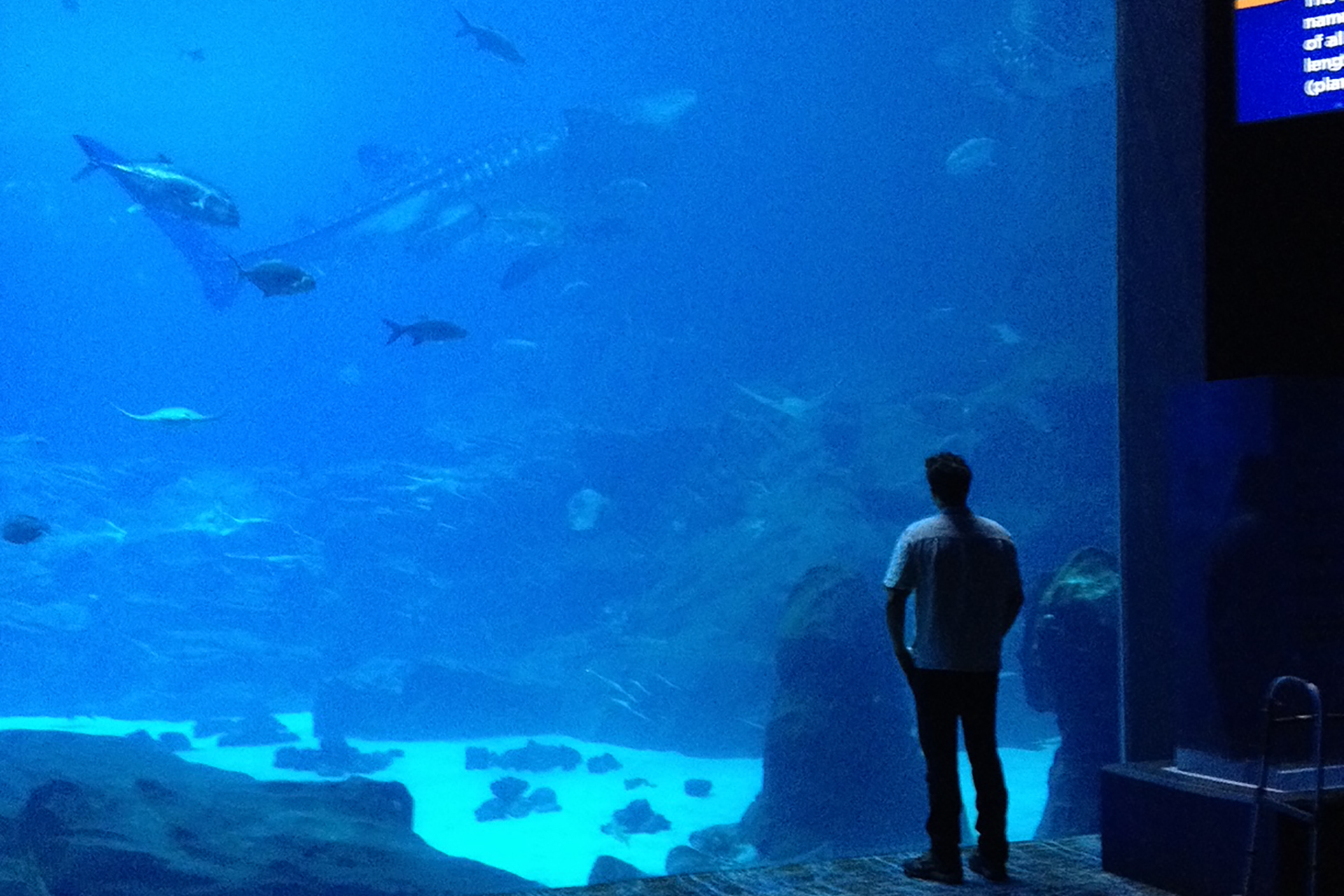 Portfolio My Fish Tank Man Fish Tank Maintenance AZ