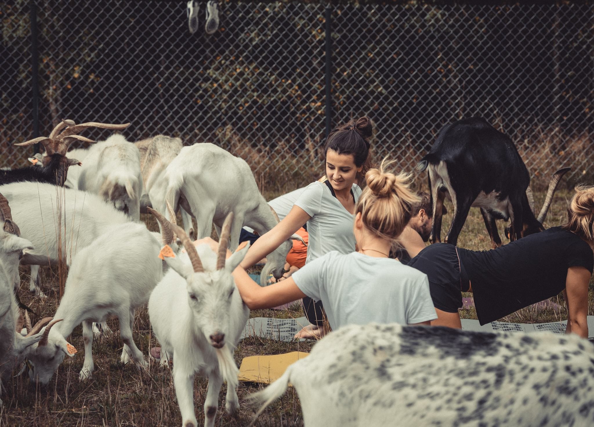 Joga z kozami w Korabiewicach. Pierwszy taki trening w Polsce myfitweb.pl