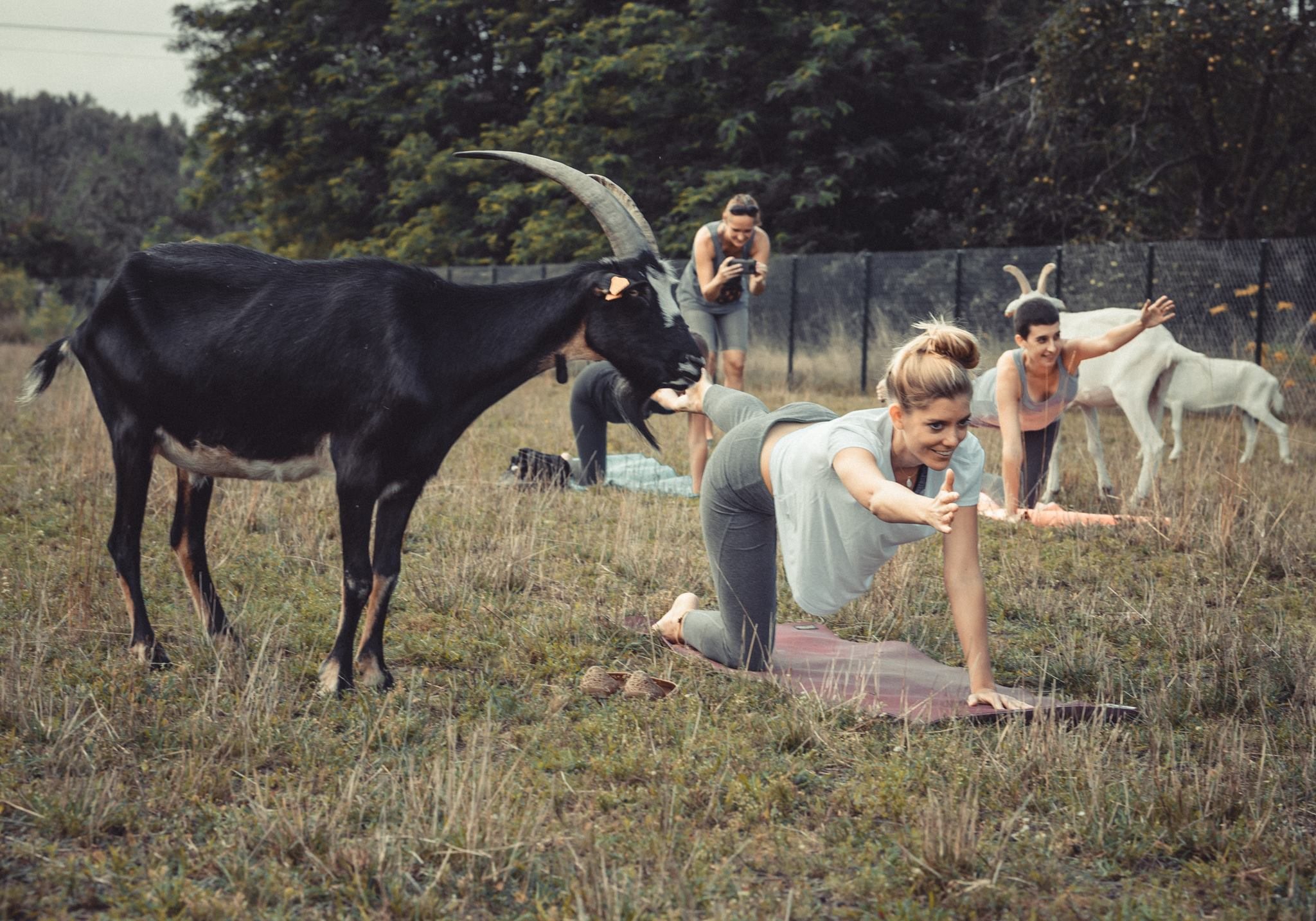 Joga z kozami w Korabiewicach. Pierwszy taki trening w Polsce myfitweb.pl