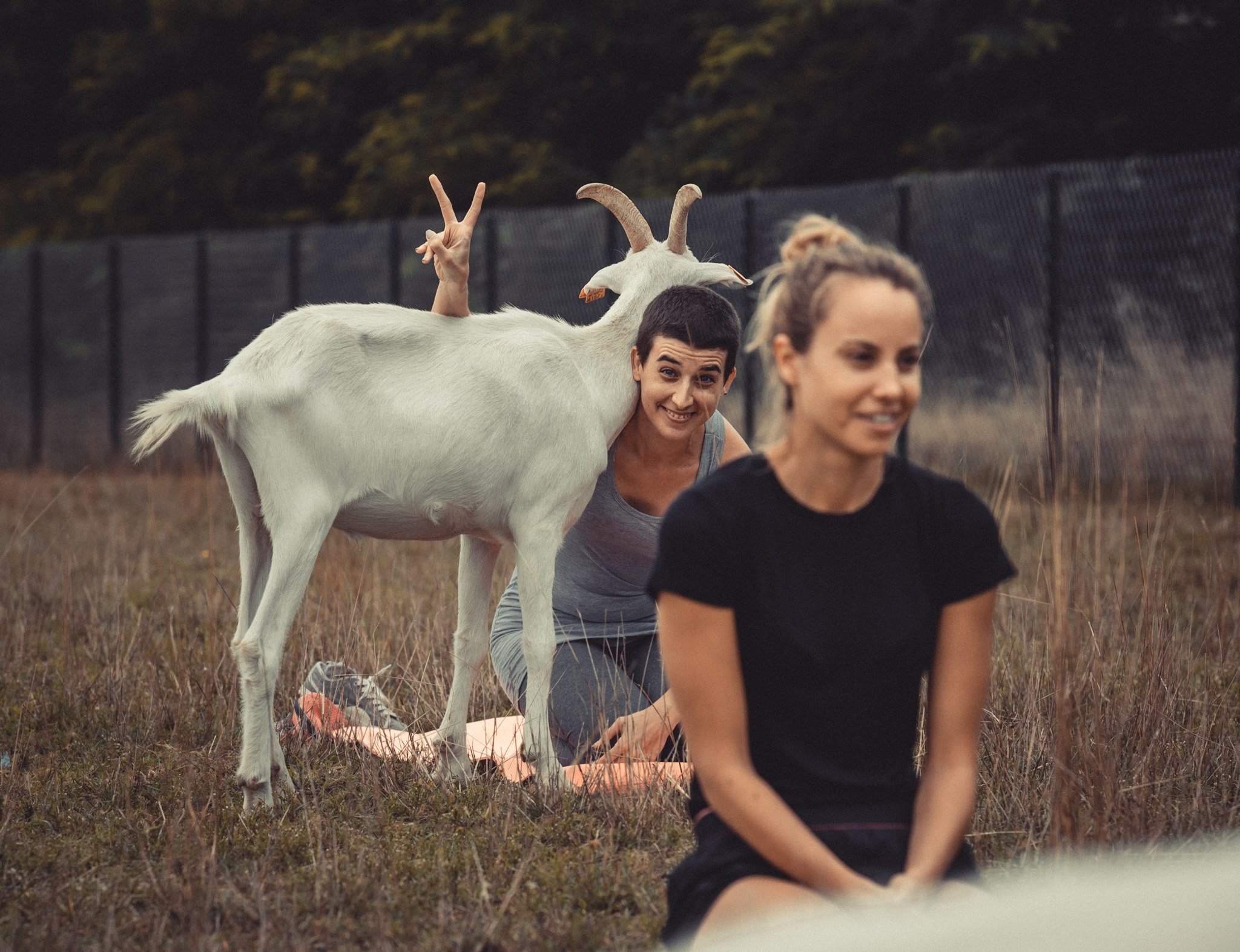 Joga z kozami w Korabiewicach. Pierwszy taki trening w Polsce myfitweb.pl