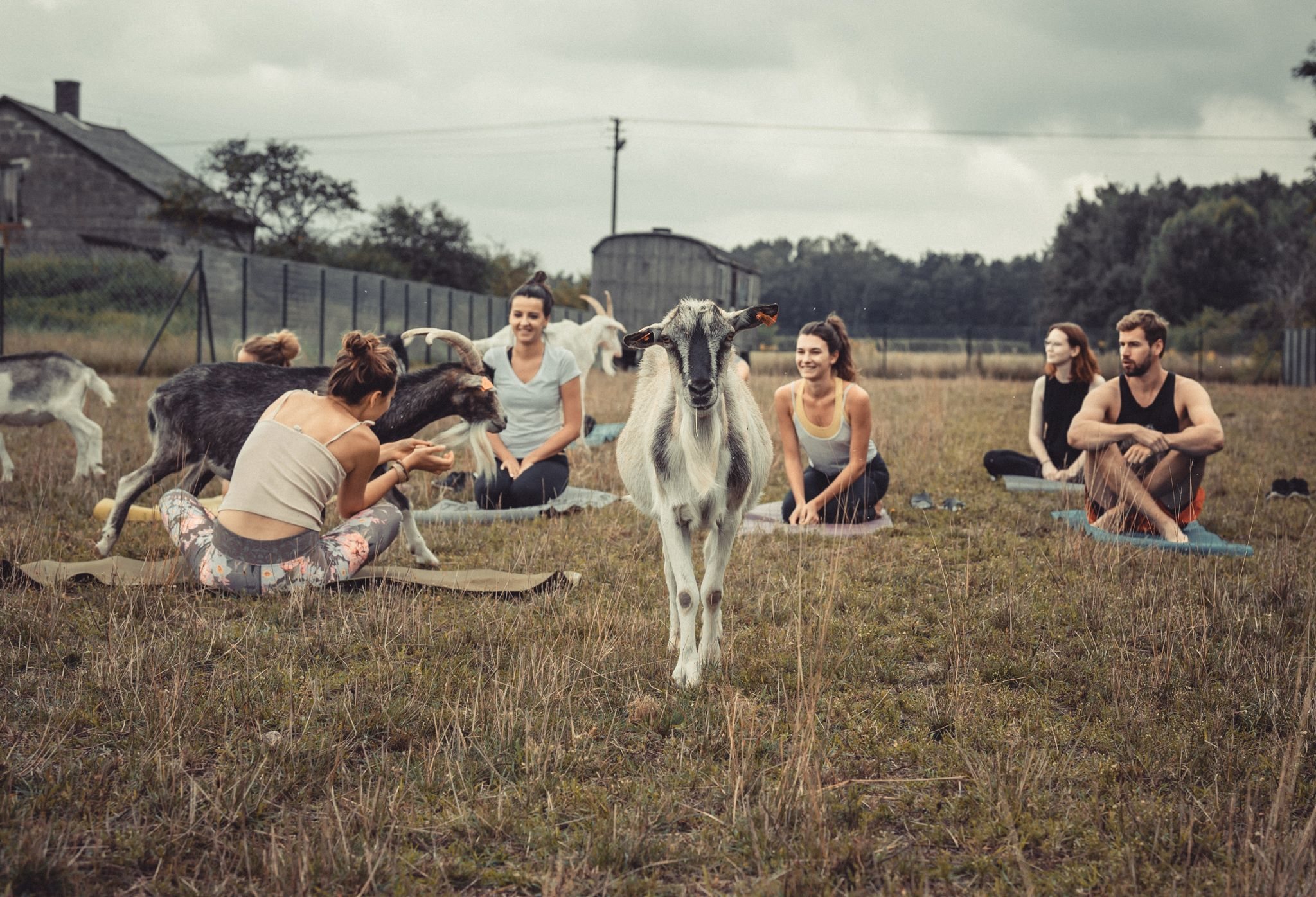Joga z kozami w Korabiewicach. Pierwszy taki trening w Polsce myfitweb.pl
