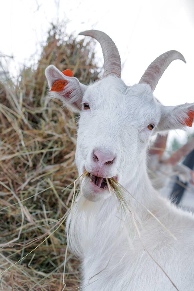 Joga z kozami w Korabiewicach. Pierwszy taki trening w Polsce myfitweb.pl