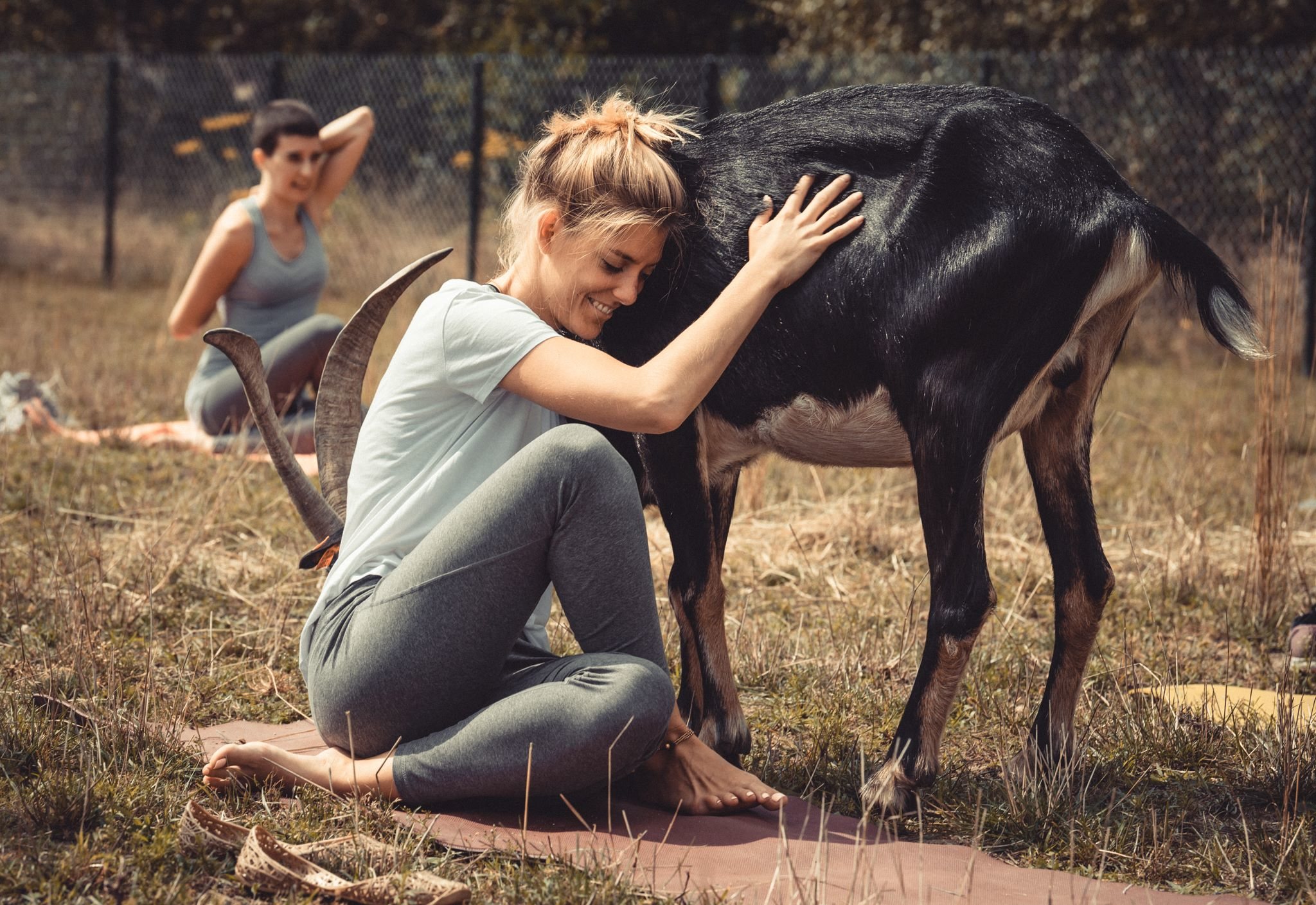 Joga z kozami w Korabiewicach. Pierwszy taki trening w Polsce myfitweb.pl
