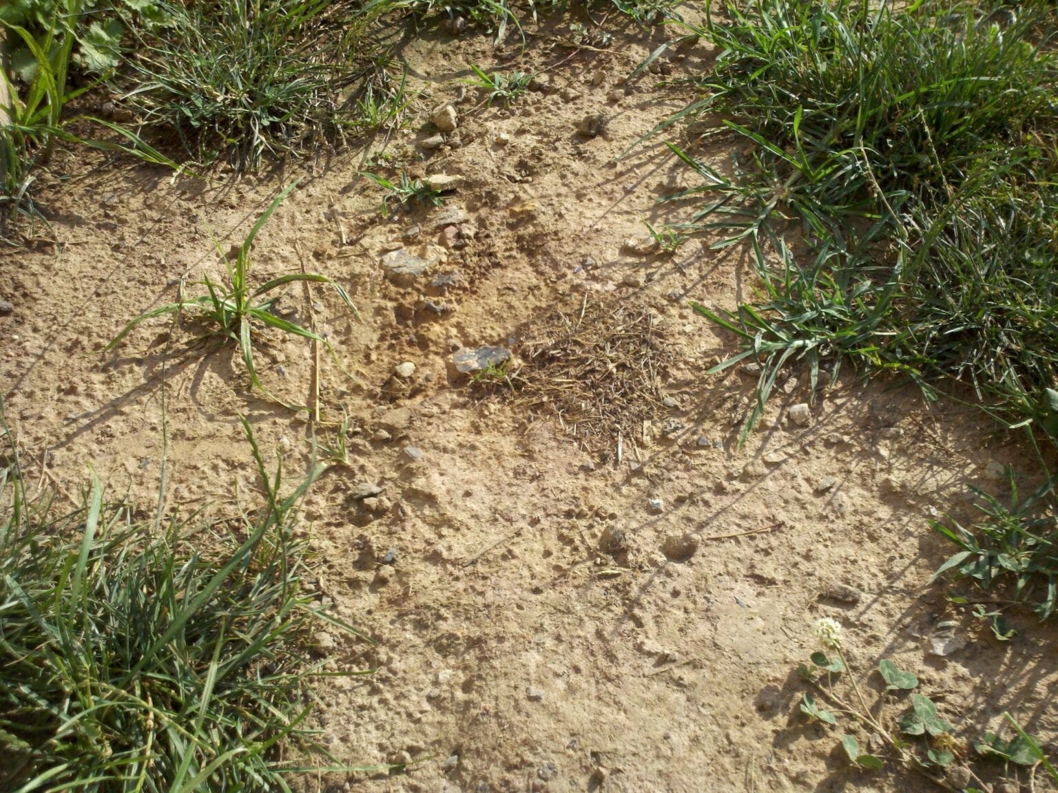 Getting Grass To Grow HardStart Areas MyFixitUpLife