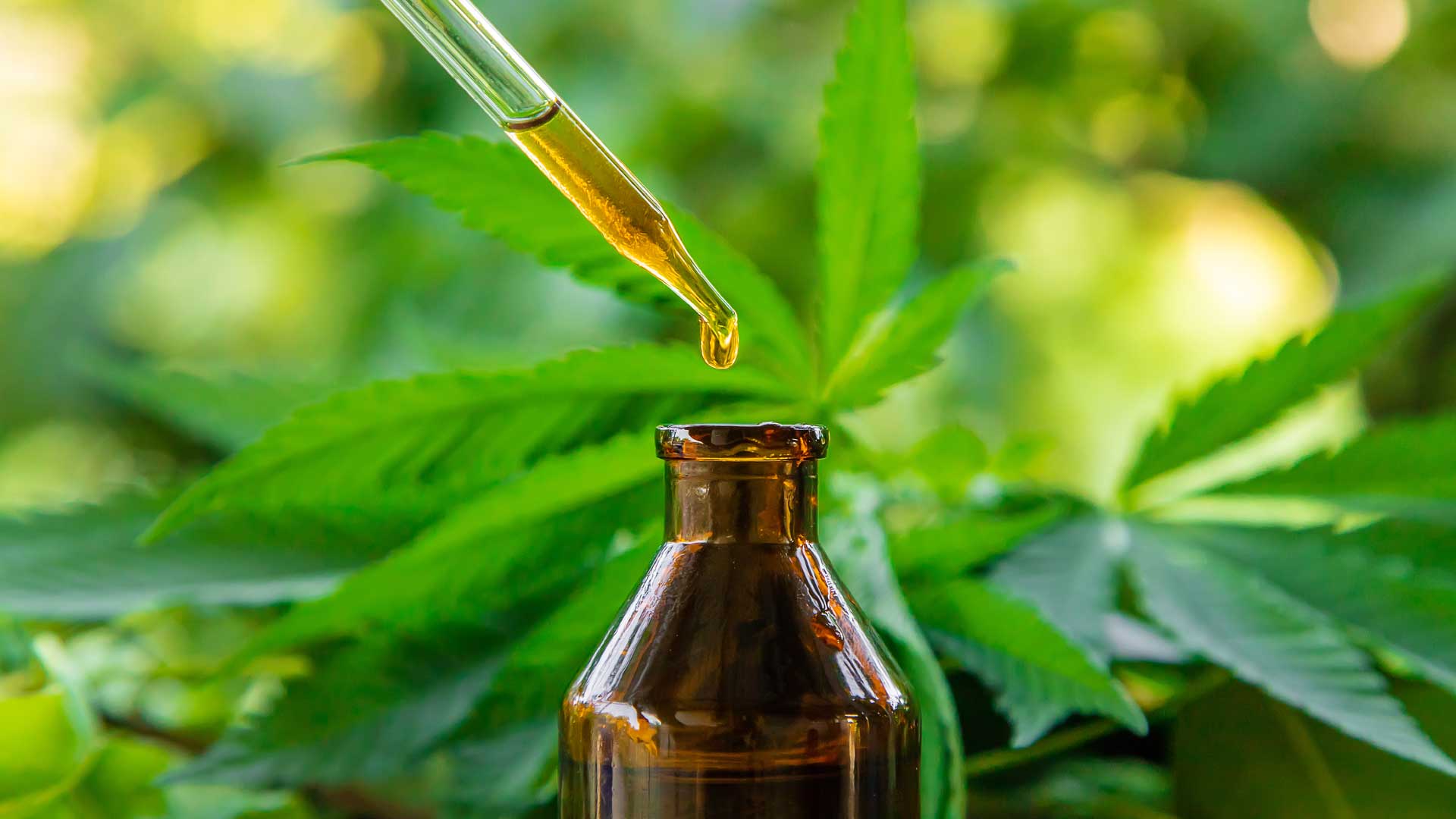 Rick Simpson Oil Benefits, How to Use, & Qualifying Conditions
