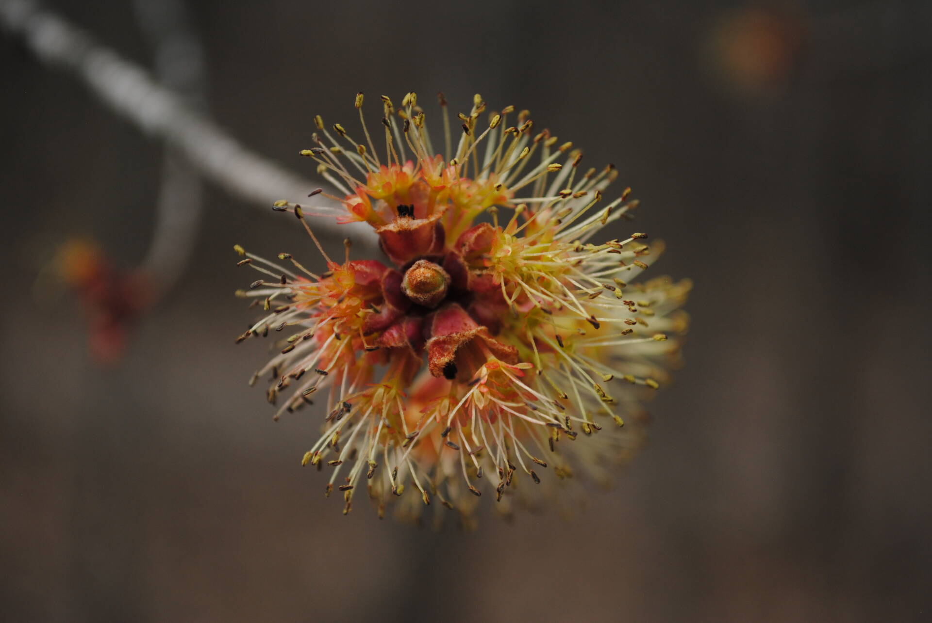Signs of spring. First Pollen Flowerland